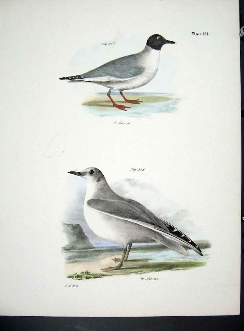 Original Old Antique Print Hill New York C1842 Plate 131 Gulls 19th