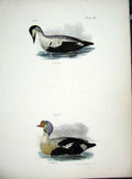 Original Old Antique Print Hill New York C1842 Plate 113 Ducks 19th
