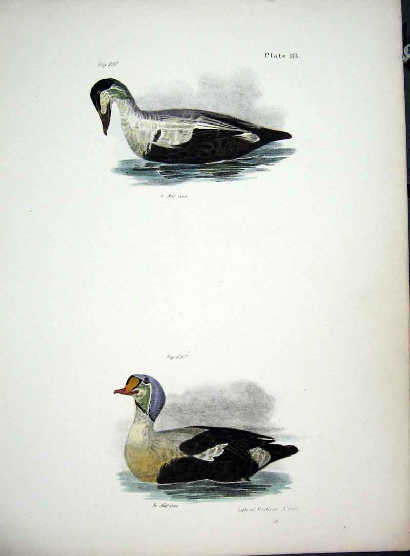 Original Old Antique Print Hill New York C1842 Plate 113 Ducks 19th