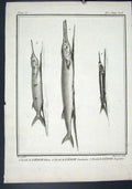 Original Old Antique Print Rare Fish C1795 PlateLesoce Belone Gambarur 18th