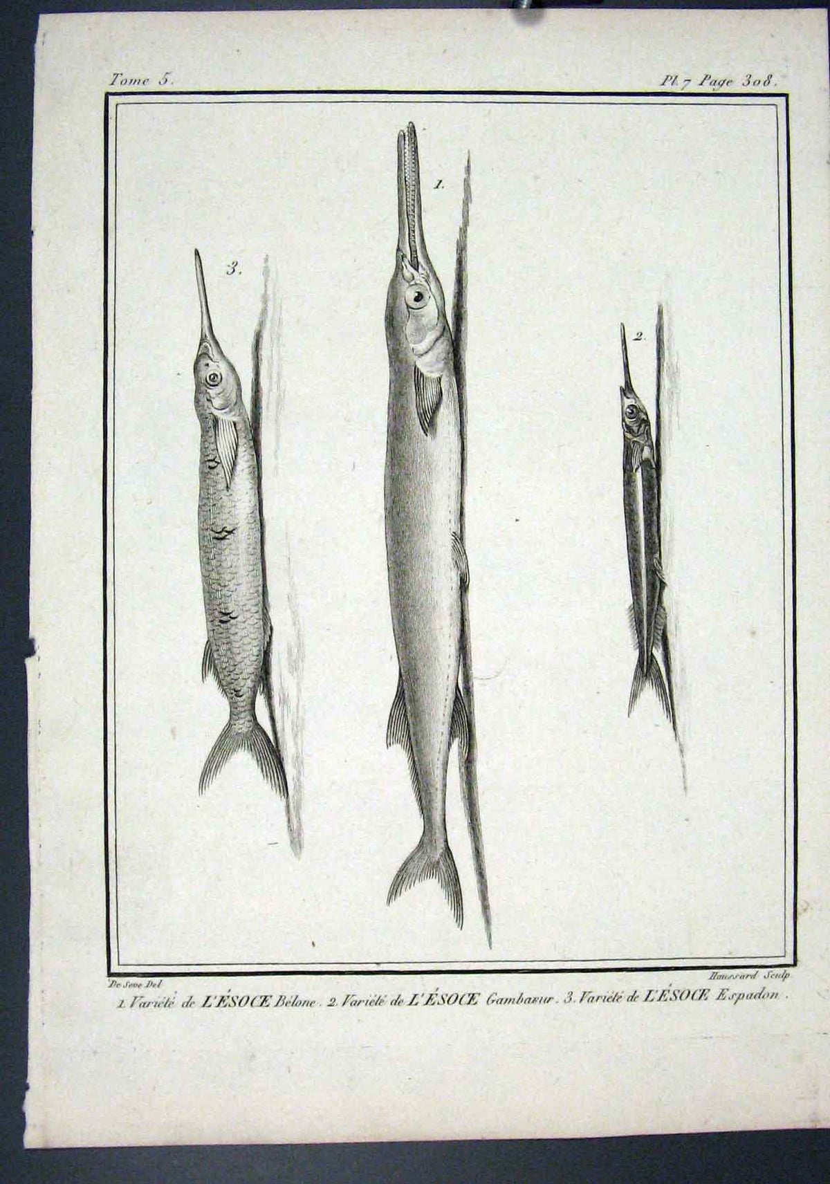 Original Old Antique Print Rare Fish C1795 PlateLesoce Belone Gambarur 18th
