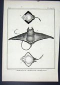 Original Old Antique Print Rare Fish C1795 Plate 20 Raie Blance Bordee 18th