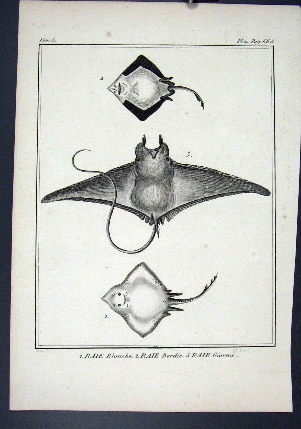 Original Old Antique Print Rare Fish C1795 Plate 20 Raie Blance Bordee 18th