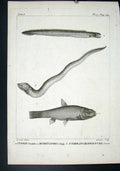 Original Old Antique Print Rare Fish C1795 Plate 17 Cyprin Verdatre 18th Century