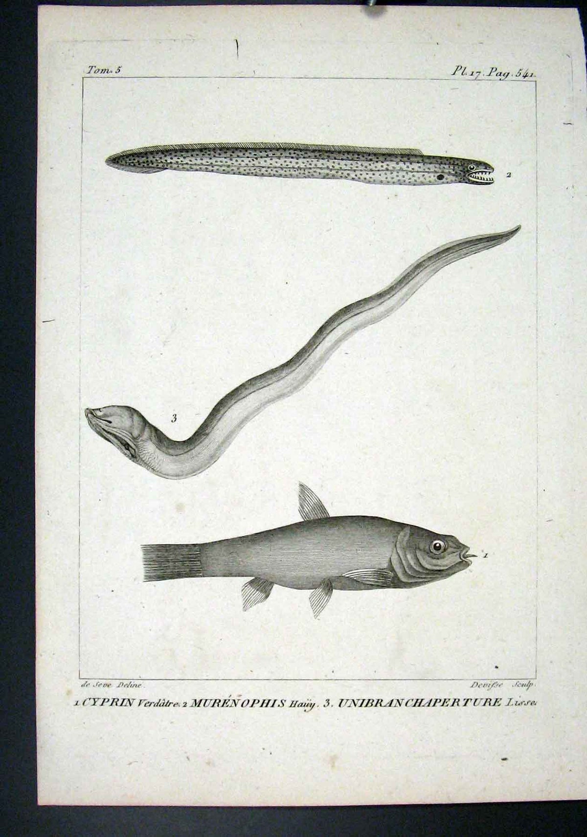 Original Old Antique Print Rare Fish C1795 Plate 17 Cyprin Verdatre 18th Century