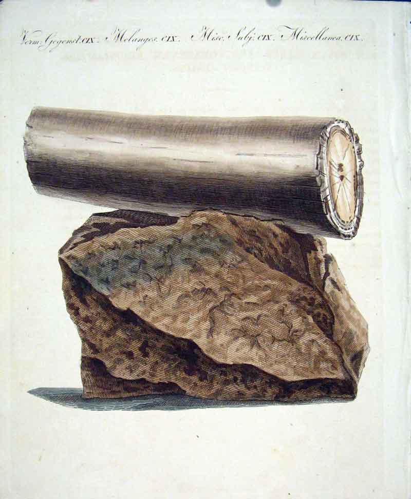 Original Old Antique Print C1845 H/C Natural History Plate C1X Elephants Tooth