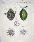 Original Old Antique Print C1845 H/C Natural History Plate Cxxxv1 19th