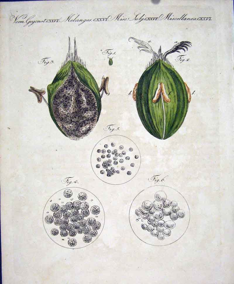 Original Old Antique Print C1845 H/C Natural History Plate Cxxxv1 19th