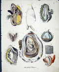 Original Old Antique Print C1845 Muscheln Their 19th Century