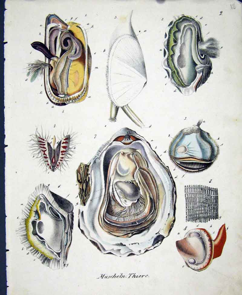 Original Old Antique Print C1845 Muscheln Their 19th Century