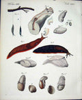 Original Old Antique Print Worms C1845 H/C Natural History Plate Xx1V Victorian