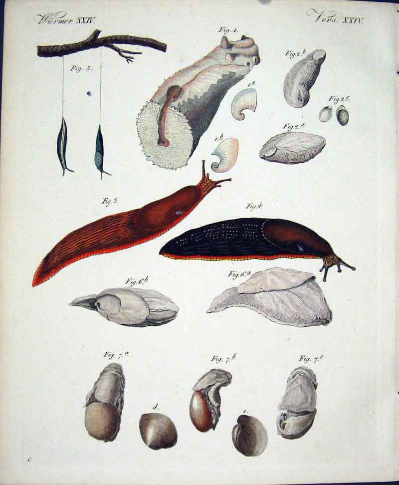 Original Old Antique Print Worms C1845 H/C Natural History Plate Xx1V Victorian