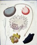 Original Old Antique Print Worms C1845 H/C Natural History Plate Xxv11 Victorian