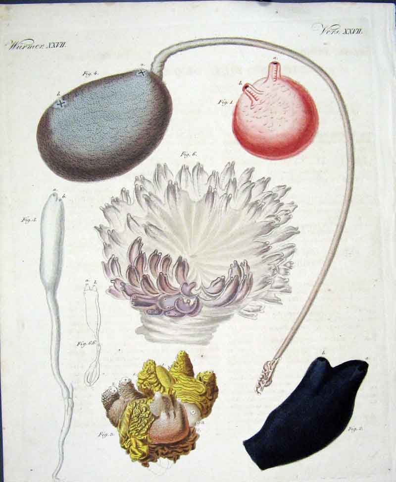 Original Old Antique Print Worms C1845 H/C Natural History Plate Xxv11 Victorian