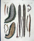 Original Old Antique Print Worms C1845 H/C Natural History Plate Xx111 Victorian