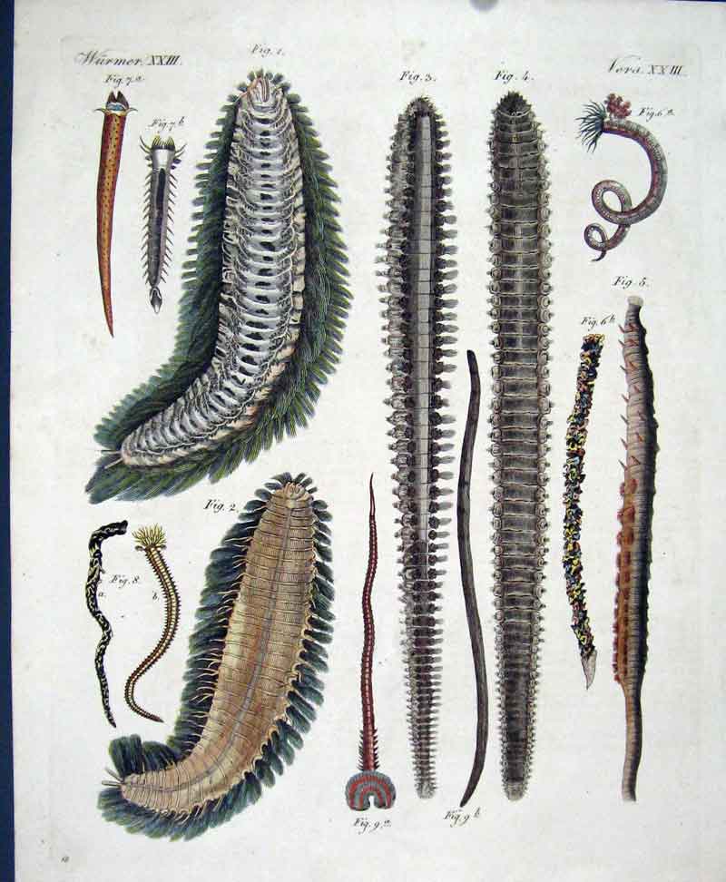 Original Old Antique Print Worms C1845 H/C Natural History Plate Xx111 Victorian