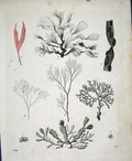 Original Old Antique Print C 1846 Hand Coloured 19th Century