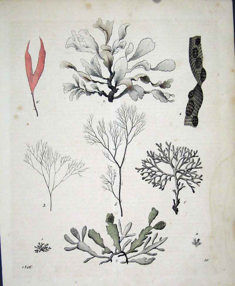 Original Old Antique Print C 1846 Hand Coloured 19th Century