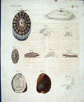 Original Old Antique Print Worms C1845 H/C Natural History Plate Xl1V Victorian