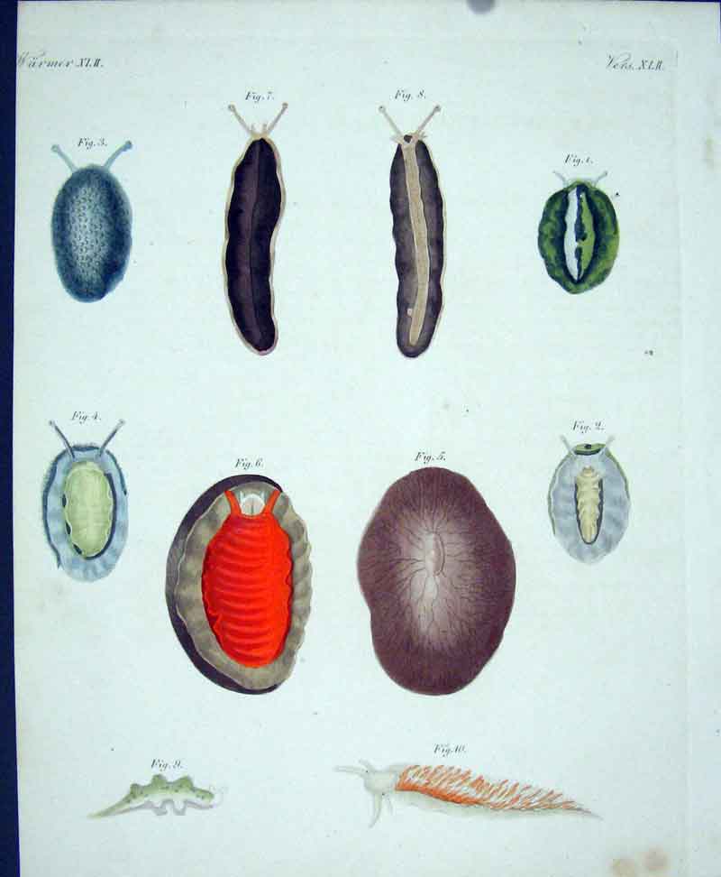 Original Old Antique Print Worms C1845 H/C Natural History Plate Xl11 Victorian