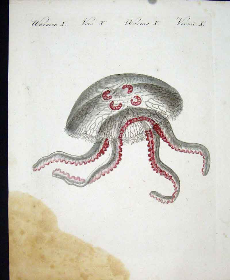 Original Old Antique Print Worms C1845 H/C Natural History Plate X Victorian
