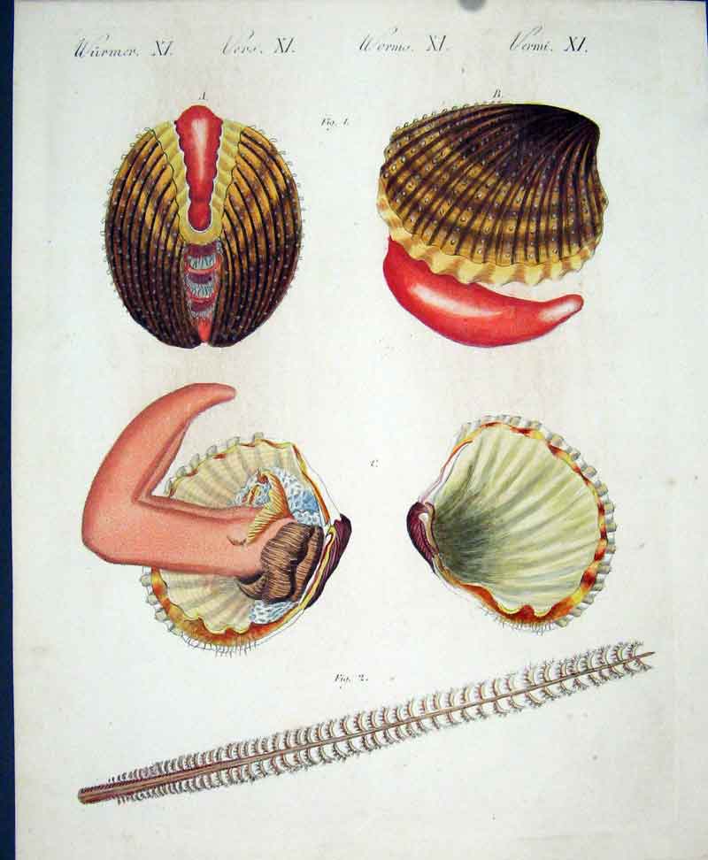 Original Old Antique Print Worms C1845 H/C Natural History Plate X1 Victorian