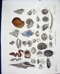 Original Old Antique Print Worms C1845 H/C Natural History Plate Xxxv111 19th