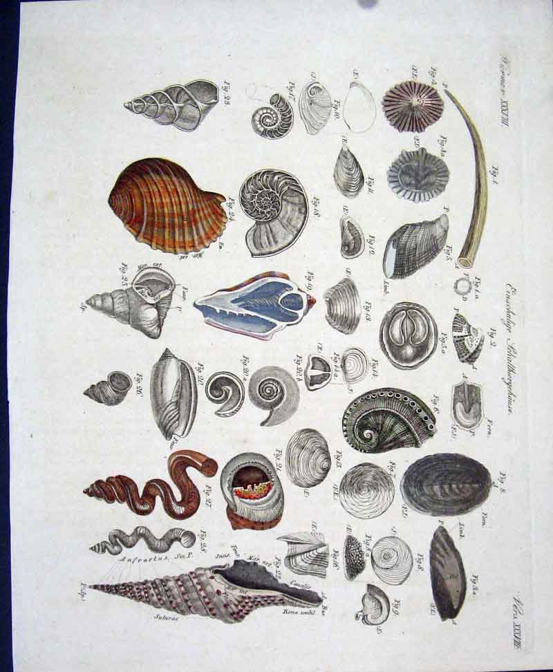Original Old Antique Print Worms C1845 H/C Natural History Plate Xxxv111 19th