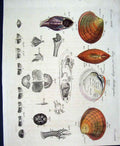 Original Old Antique Print Worms C1845 H/C Natural History Plate Xxxv1111 19th