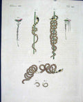 Original Old Antique Print Worms C1845 H/C Natural History Plate X1X Victorian