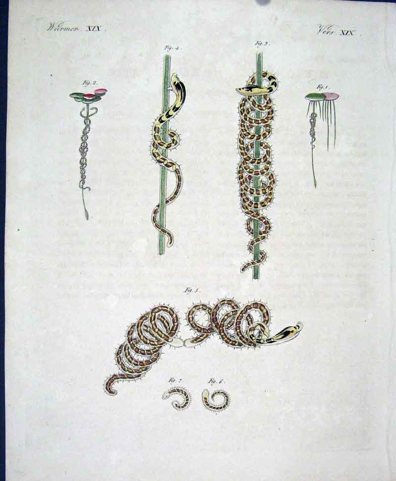 Original Old Antique Print Worms C1845 H/C Natural History Plate X1X Victorian