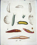 Original Old Antique Print Worms C1845 H/C Natural History Plate Xxx Victorian
