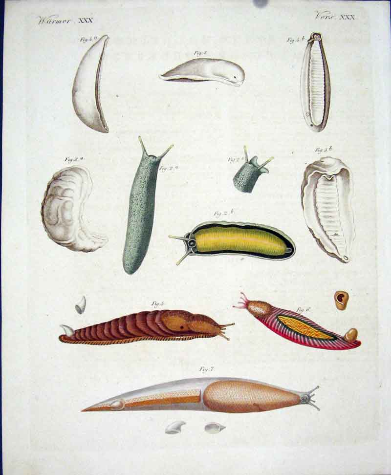 Original Old Antique Print Worms C1845 H/C Natural History Plate Xxx Victorian