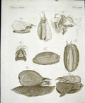 Original Old Antique Print Worms C1845 H/C Natural History Plate Xxxv1 Victorian