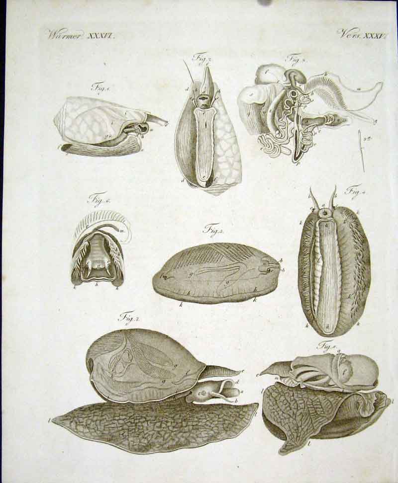 Original Old Antique Print Worms C1845 H/C Natural History Plate Xxxv1 Victorian