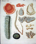Original Old Antique Print Worms C1845 H/C Natural History Plate Xxv111 19th