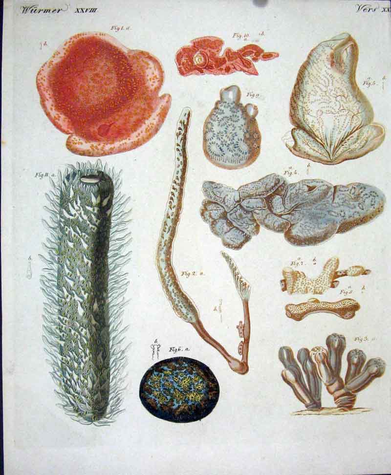 Original Old Antique Print Worms C1845 H/C Natural History Plate Xxv111 19th