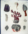 Original Old Antique Print Worms C1845 H/C Natural History Plate Xxxv Victorian