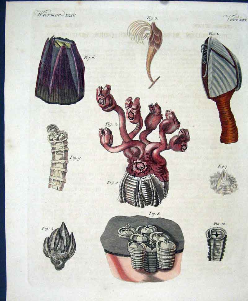 Original Old Antique Print Worms C1845 H/C Natural History Plate Xxxv Victorian
