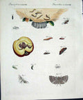 Original Old Antique Print Insects C1845 H/C Natural History Plate Lxxxv111 19th