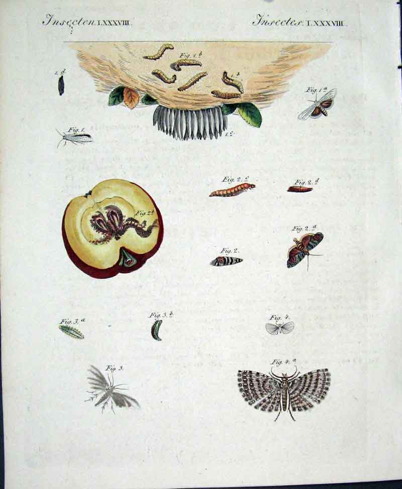 Original Old Antique Print Insects C1845 H/C Natural History Plate Lxxxv111 19th
