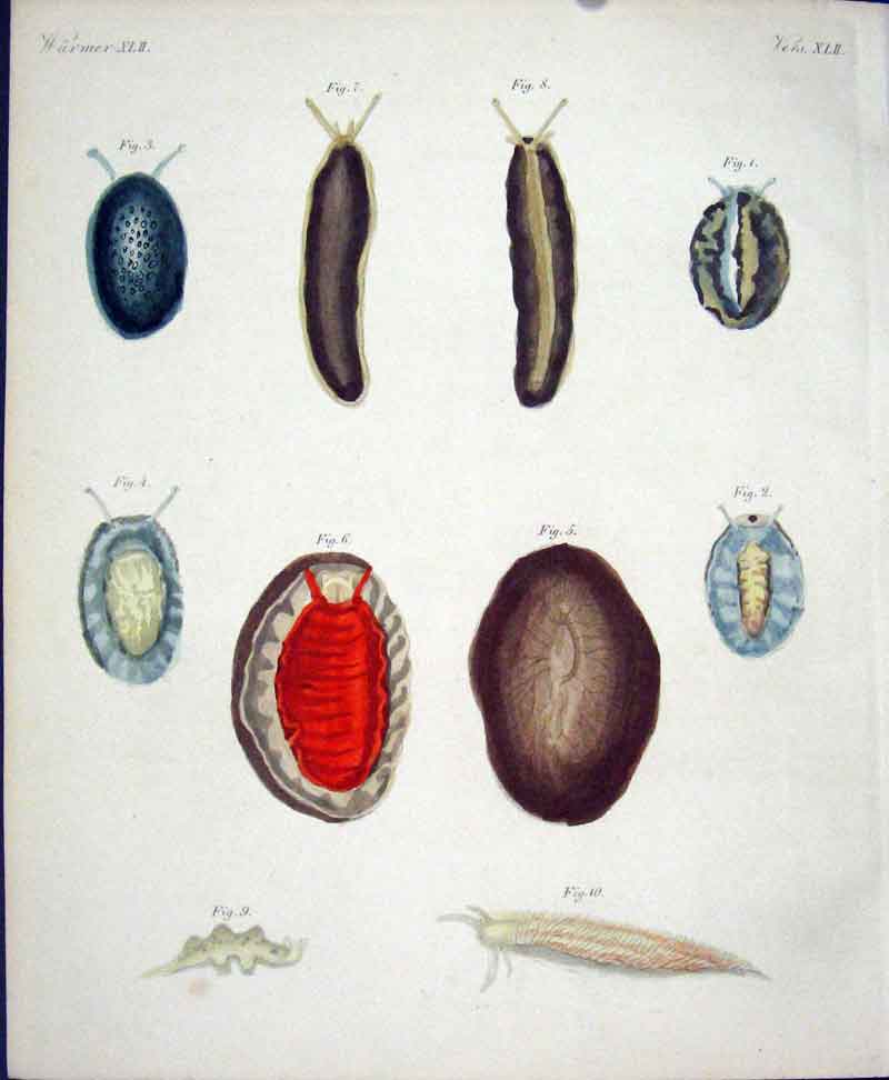 Original Old Antique Print Insects C1845 H/C Natural History Plate 1X Victorian