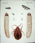 Original Old Antique Print Insects C1845 H/C Natural History Plate Xv Victorian