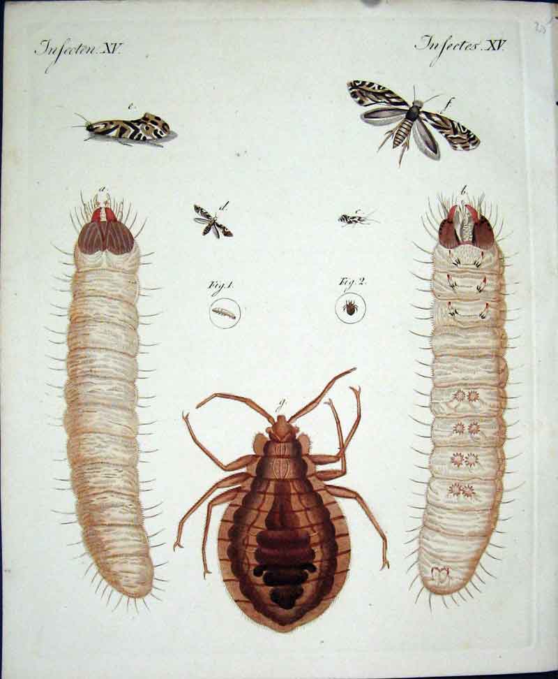 Original Old Antique Print Insects C1845 H/C Natural History Plate Xv Victorian