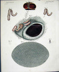 Original Old Antique Print Insects C1845 H/C Natural History Plate X1V Victorian