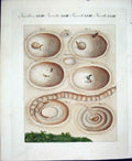 Original Old Antique Print Insects C1845 H/C Natural History Plate Xl111 19th
