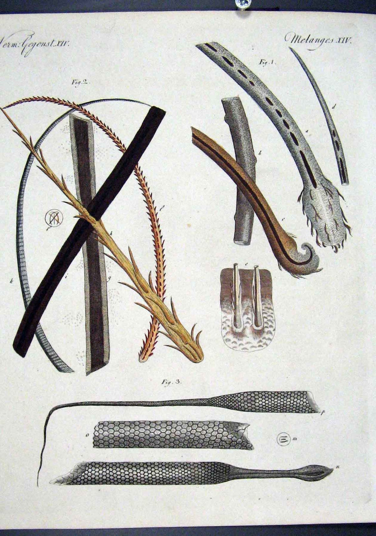 Original Old Antique Print C1845 H/C Natural History Plate X1V 19th