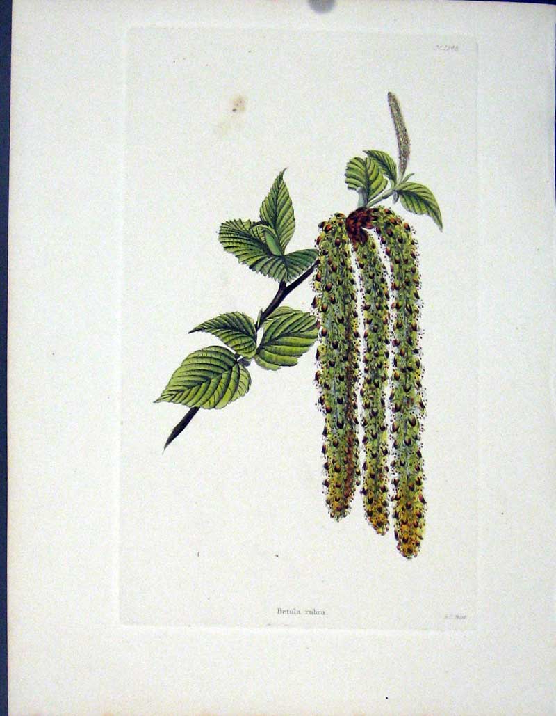 Original Old Antique Print Loddgies H/C Botanical C1818 Betula Rubra 19th