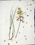 Original Old Antique Print Loddgies H/C Botanical C1818 Antholza Montana 19th