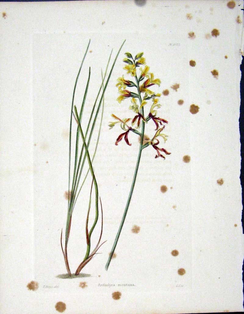 Original Old Antique Print Loddgies H/C Botanical C1818 Antholza Montana 19th